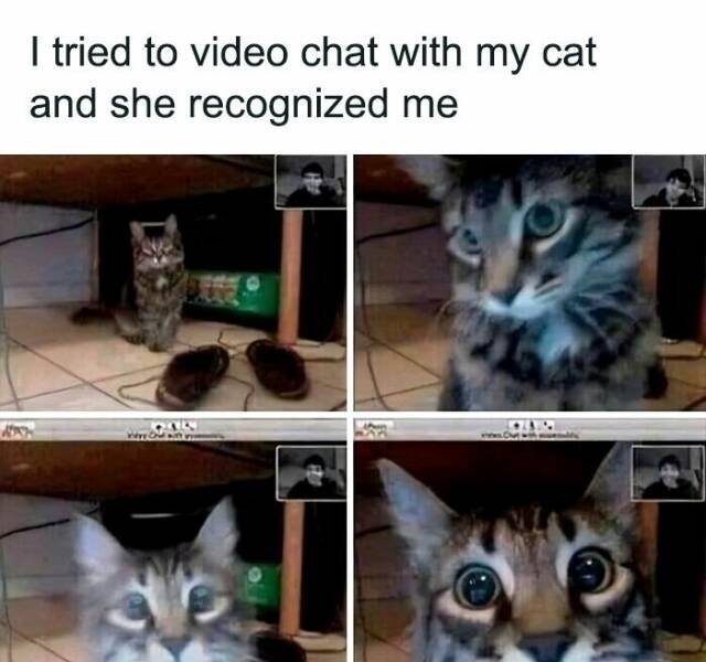 Memes With Cats (25 pics)