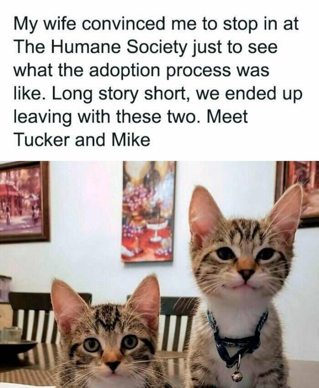 Memes With Cats (25 pics)