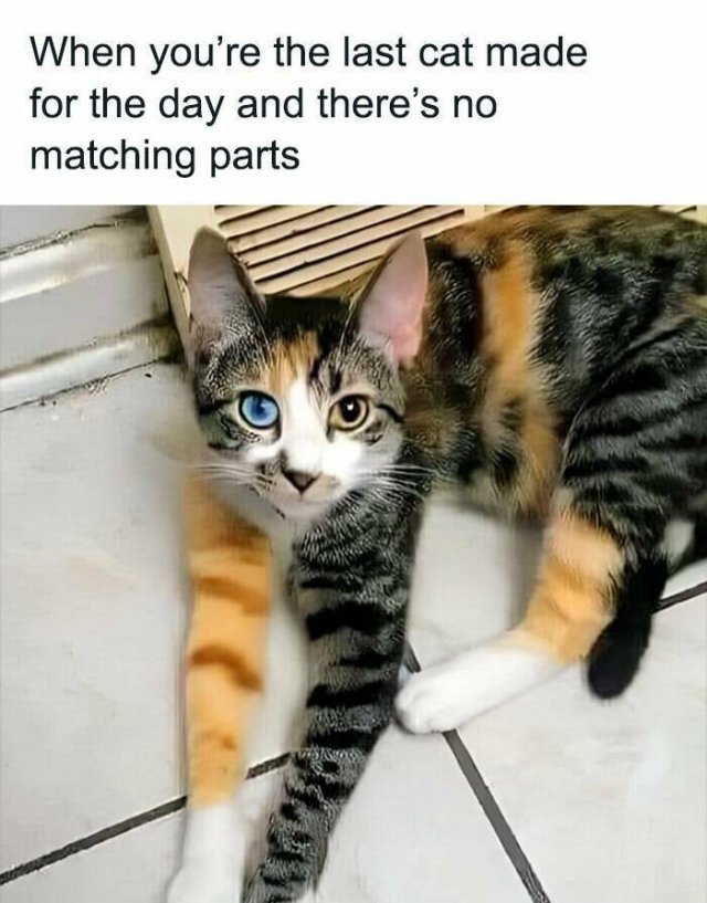 Memes With Cats (25 pics)