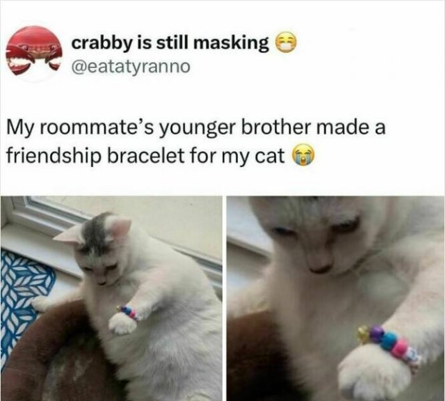 Memes With Cats (25 pics)