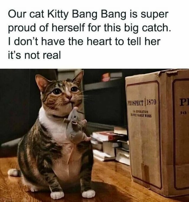 Memes With Cats (25 pics)