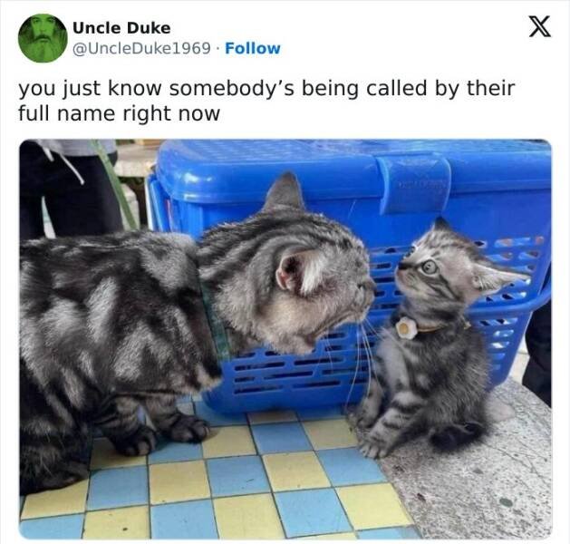 Memes With Cats (25 pics)