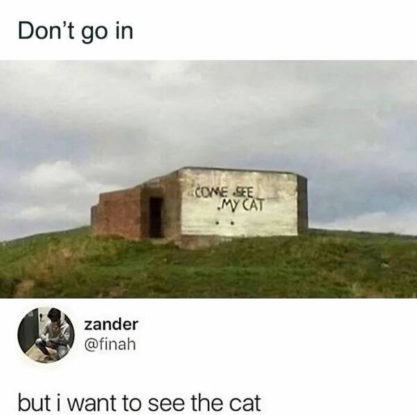 Memes With Cats (25 pics)