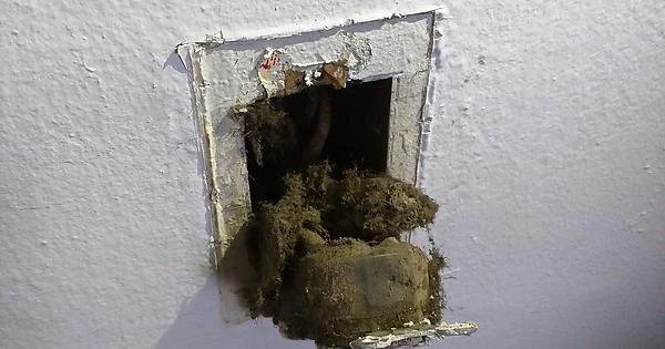 Weird Landlords (24 pics)