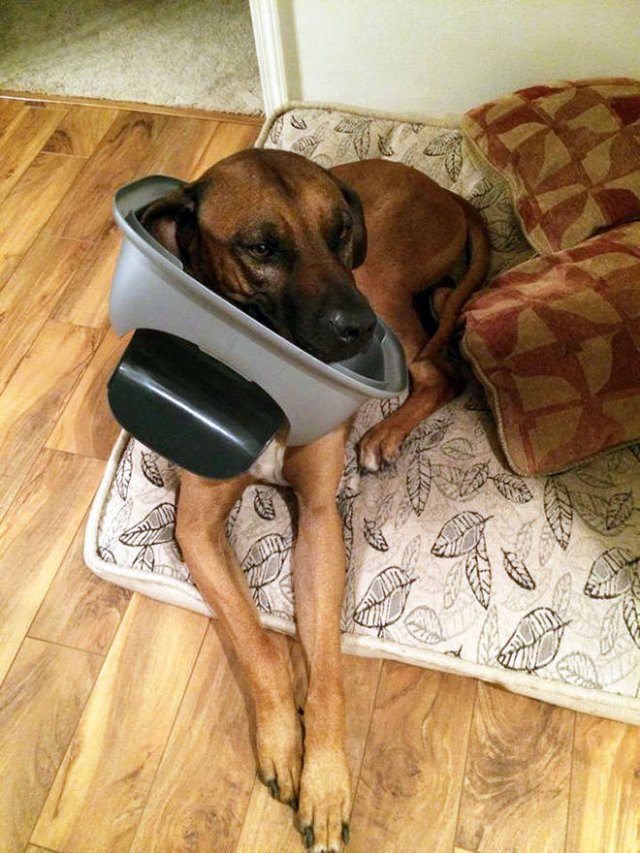 They Need Your Help (21 pics)