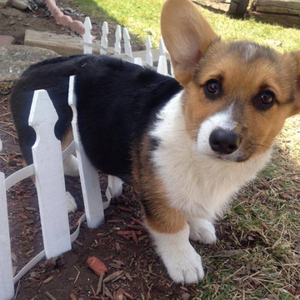 They Need Your Help (21 pics)