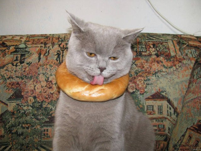 They Need Your Help (21 pics)
