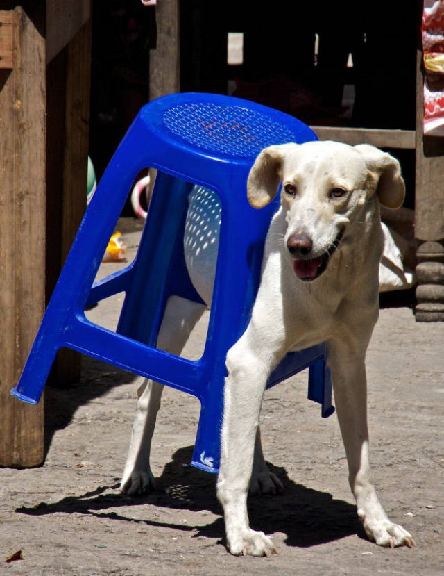 They Need Your Help (21 pics)