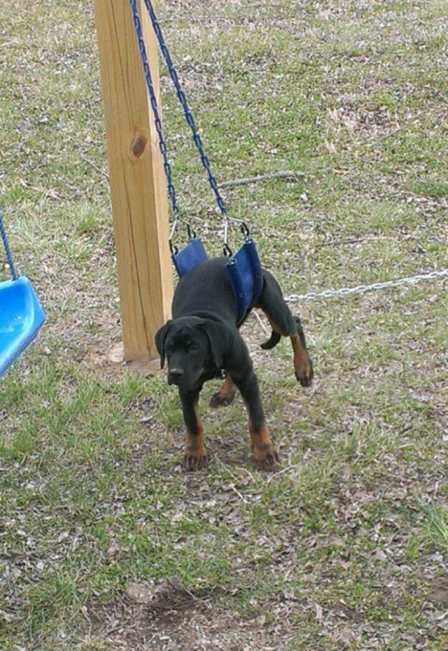 They Need Your Help (21 pics)