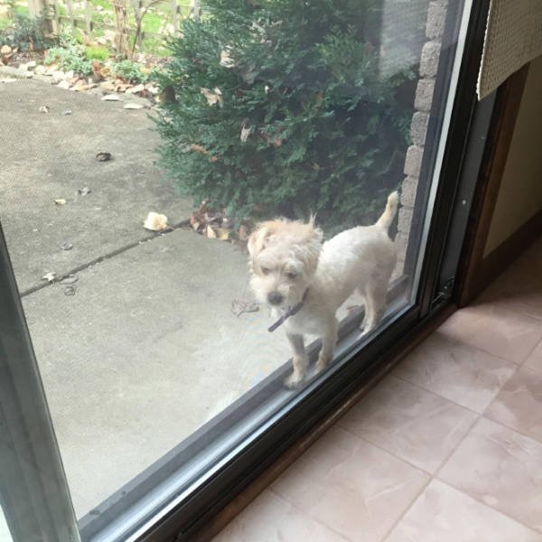 They Need Your Help (21 pics)