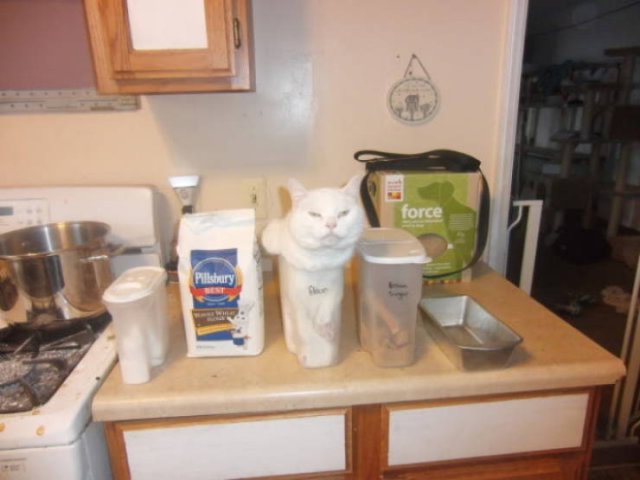 They Need Your Help (21 pics)