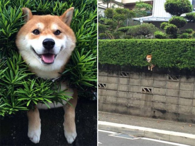 They Need Your Help (21 pics)