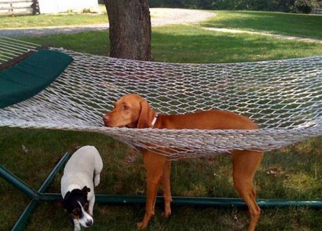 They Need Your Help (21 pics)