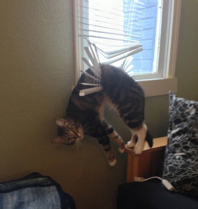 They Need Your Help (21 pics)
