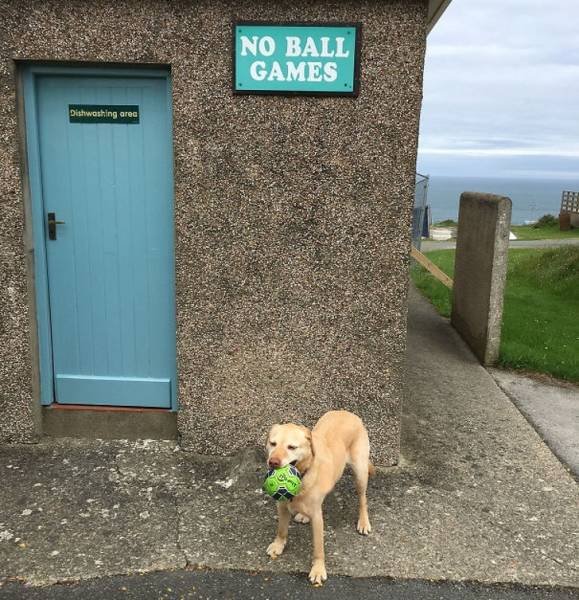 They Don’t Care About The Rules (22 pics)