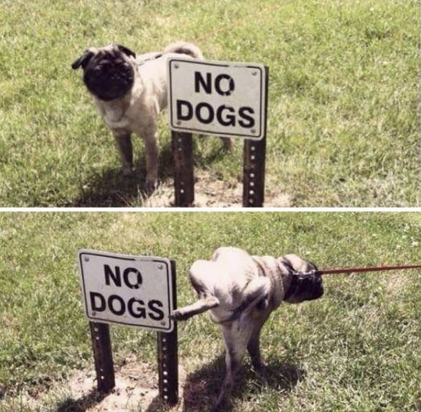 They Don’t Care About The Rules (22 pics)
