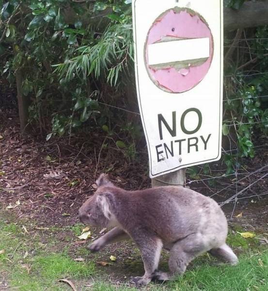 They Don’t Care About The Rules (22 pics)