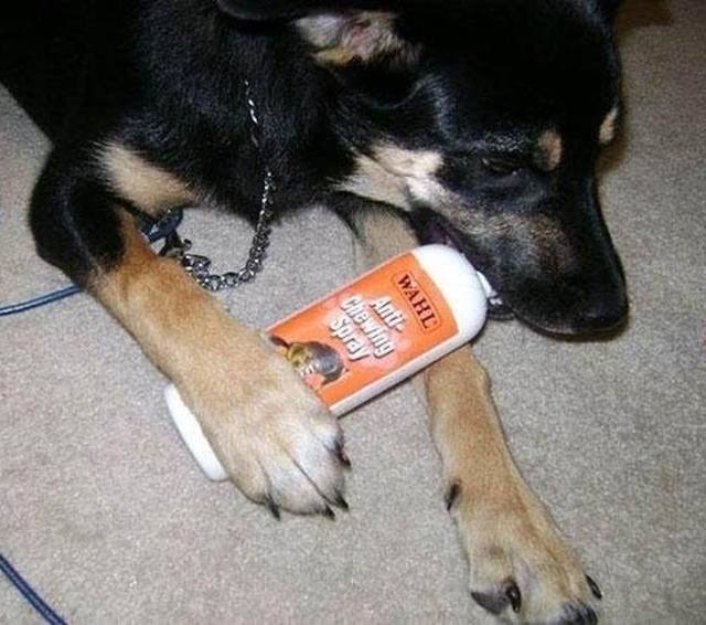 They Don’t Care About The Rules (22 pics)
