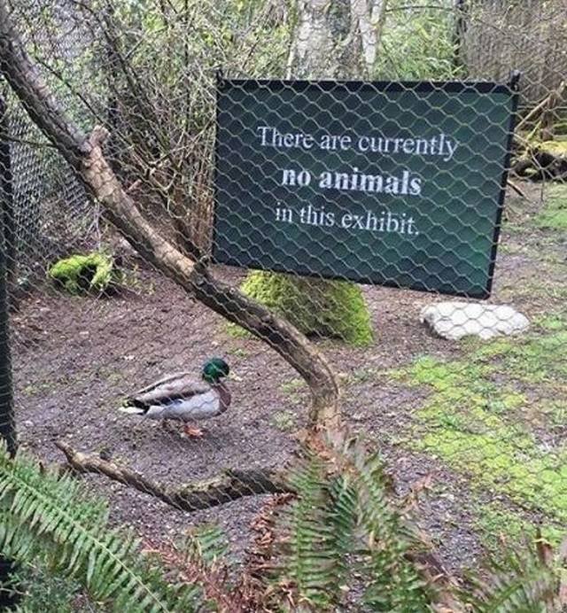 They Don’t Care About The Rules (22 pics)