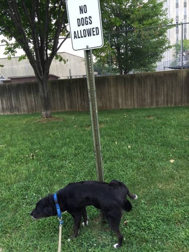 They Don’t Care About The Rules (22 pics)