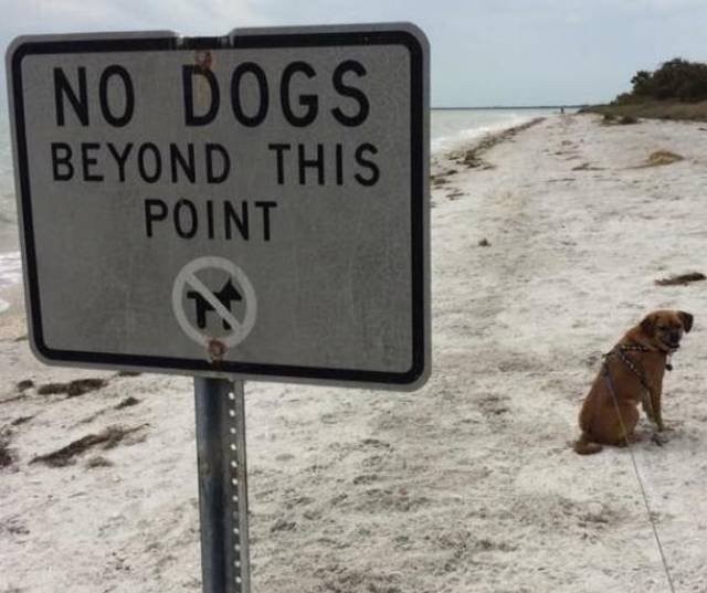 They Don’t Care About The Rules (22 pics)