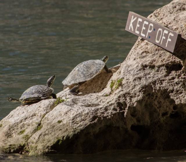 They Don’t Care About The Rules (22 pics)