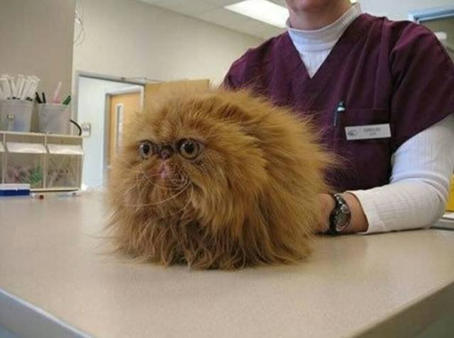 Animals And Veterinarians (26 pics)