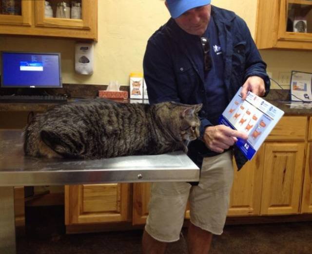 Animals And Veterinarians (26 pics)