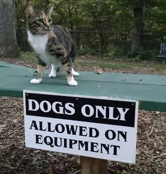 They Don’t Care About The Rules (22 pics)
