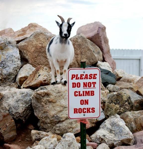 They Don’t Care About The Rules (22 pics)