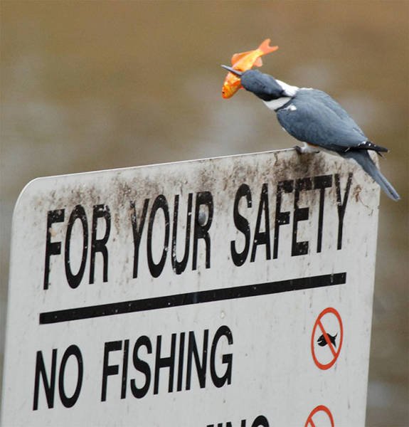 They Don’t Care About The Rules (22 pics)