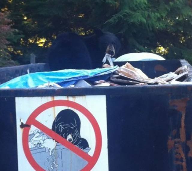 They Don’t Care About The Rules (22 pics)