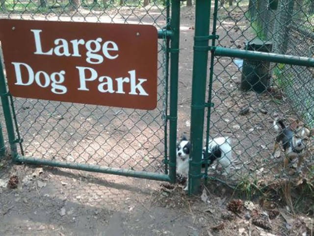 They Don’t Care About The Rules (22 pics)
