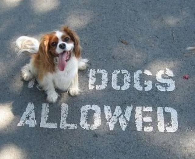They Don’t Care About The Rules (22 pics)