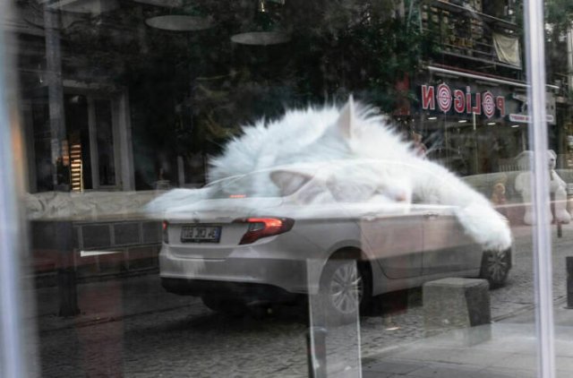 Look Twice (25 pics)