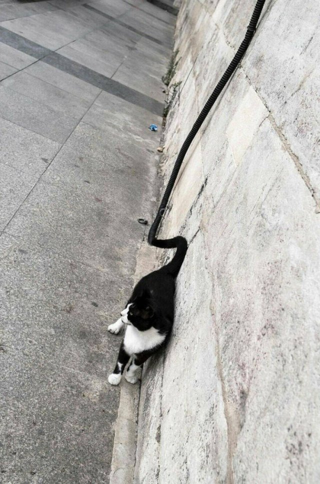 Look Twice (25 pics)