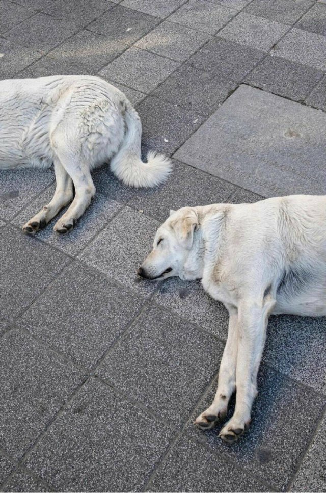 Look Twice (25 pics)