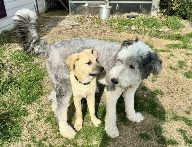 Animals That Found Their Home (22 pics)