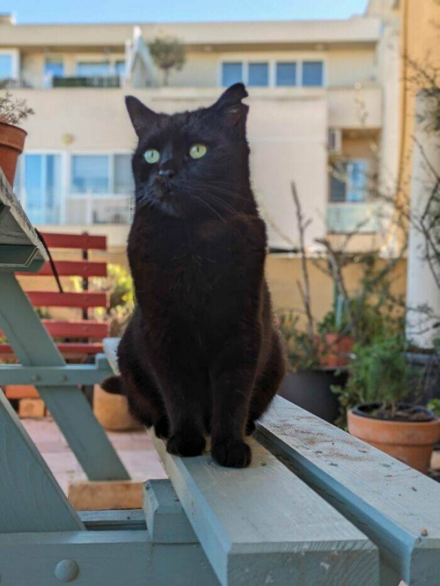 Animals That Found Their Home (22 pics)