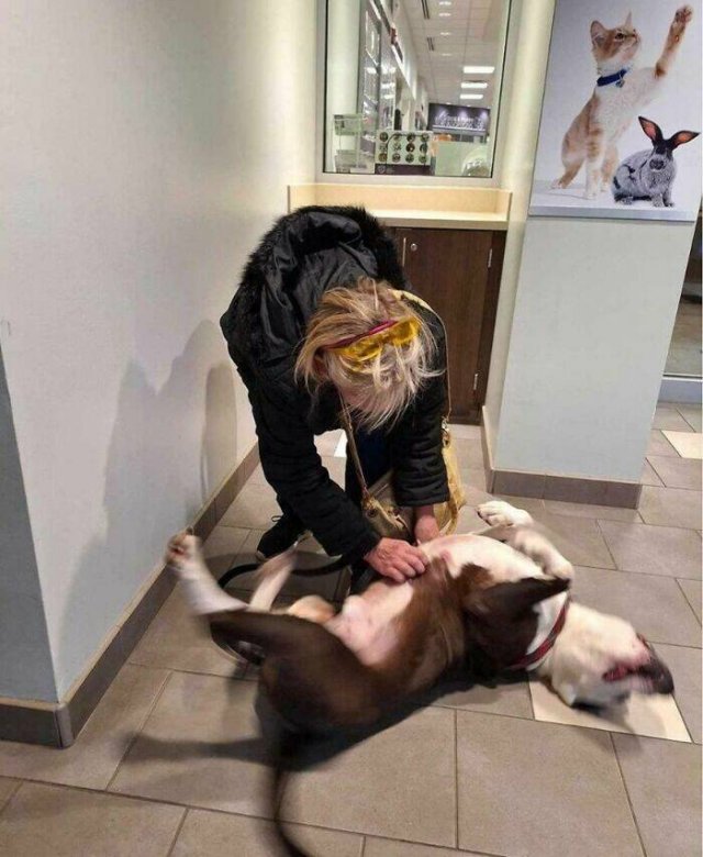 Animals That Found Their Home (22 pics)