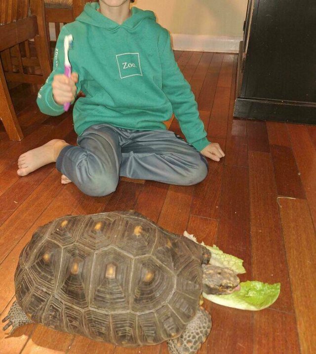 Animals That Found Their Home (22 pics)