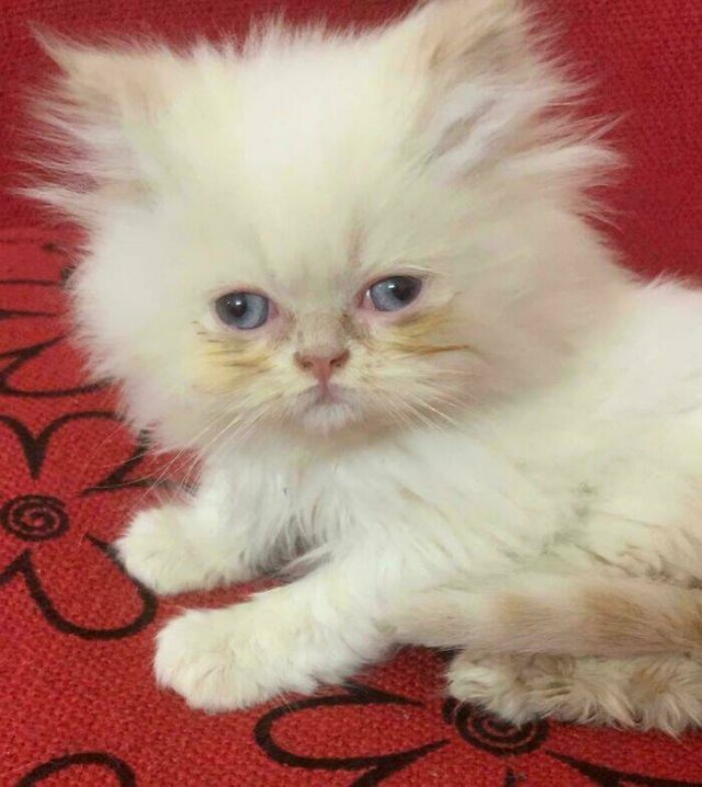 Animals That Found Their Home (22 pics)
