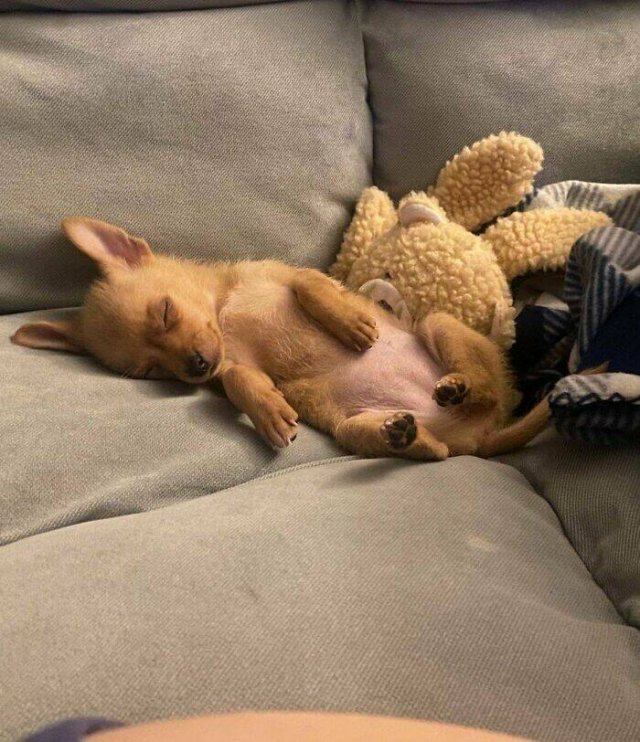 Animals That Found Their Home (22 pics)