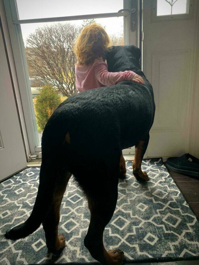 Animals That Found Their Home (22 pics)