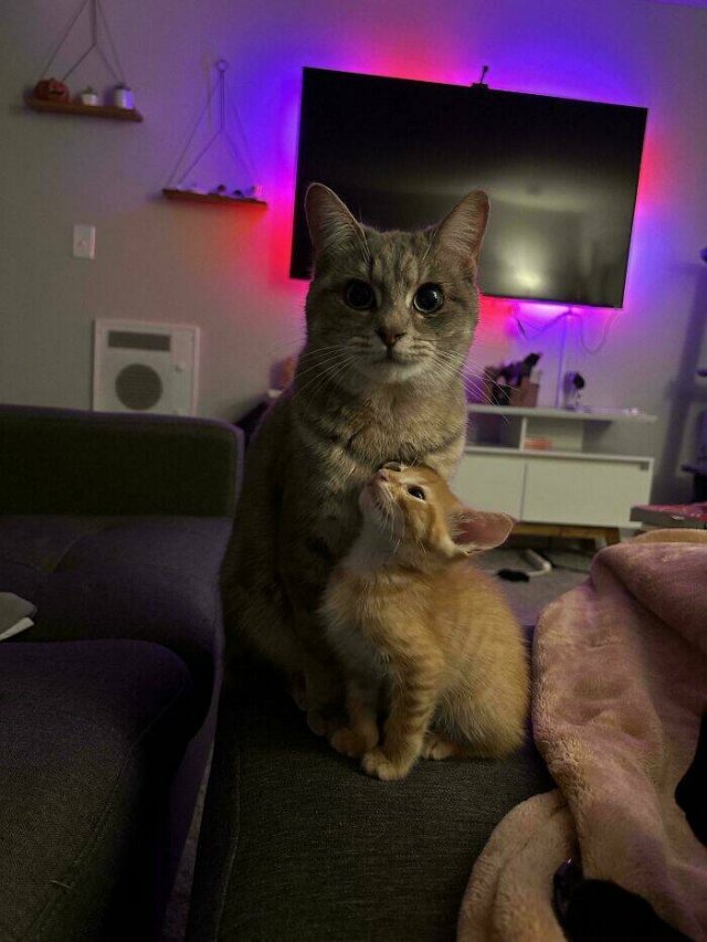 Animals That Found Their Home (22 pics)