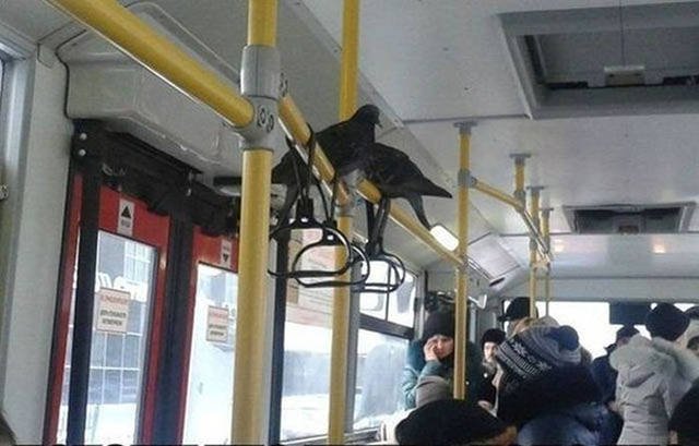 Strange Russians (44 pics)