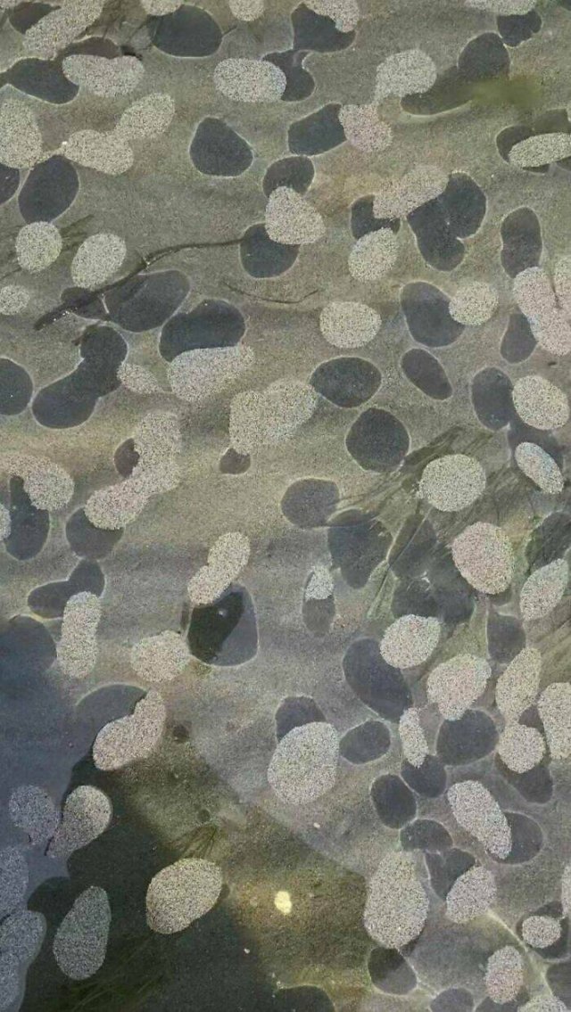What Are These Things? (25 pics)
