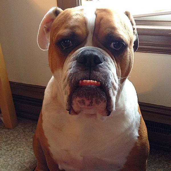 People Share Their Cute And Funny Dogs (20 pics) People Share Their Cute And Funny Dogs (20 pics)