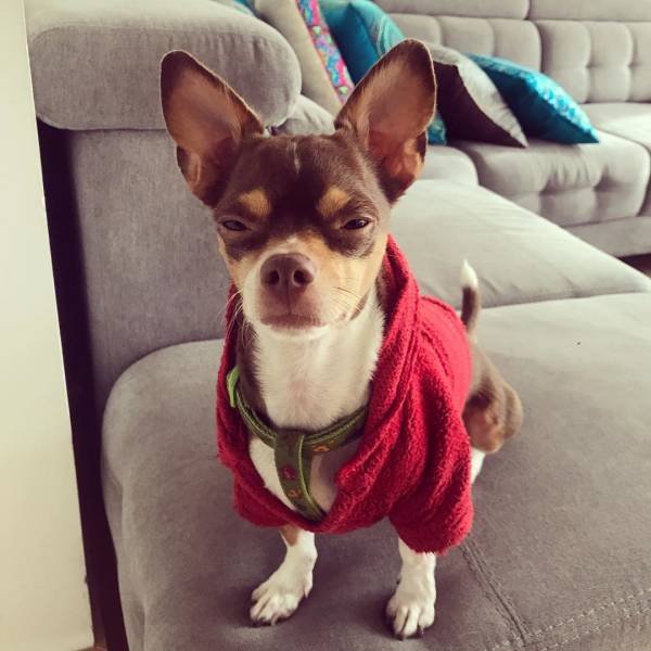 People Share Their Cute And Funny Dogs (20 pics) People Share Their Cute And Funny Dogs (20 pics)