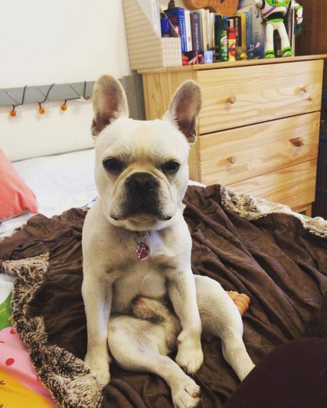 People Share Their Cute And Funny Dogs (20 pics) People Share Their Cute And Funny Dogs (20 pics)